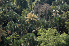 Corypha umbraculifera